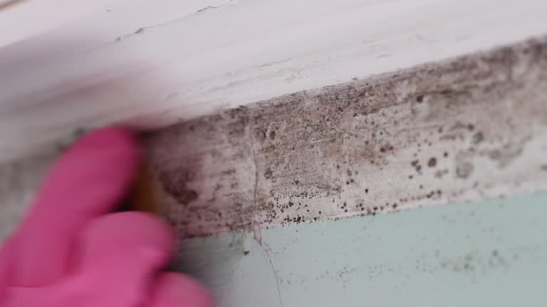 Mold Documentation for Insurance Claims in Cut Bank, MT